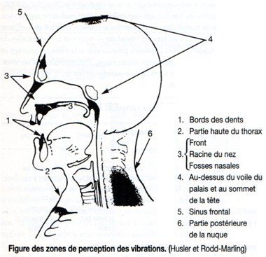 Vibrations de la voix